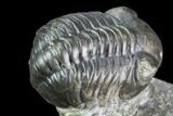 Huge Eyed, Austerops Trilobite - Morocco #105359-5